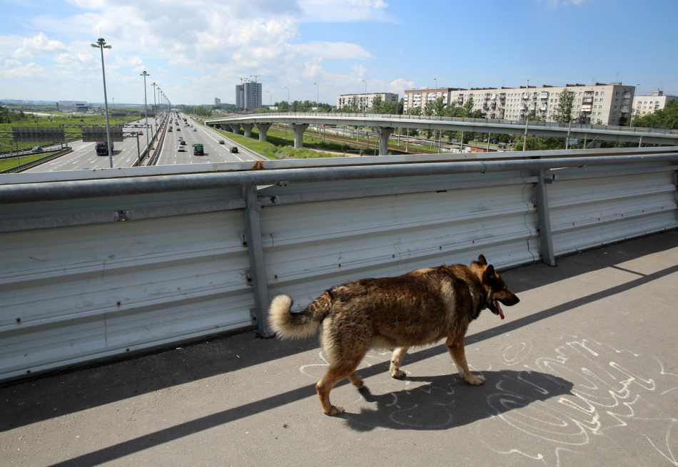 Первый штраф за нападение собаки выписали в Петербурге